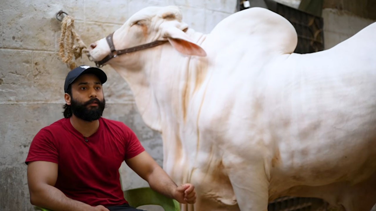 “Laadla hamare ghar ka chaheeta hai”: Karachi resident shares emotional story behind sacrificial animal