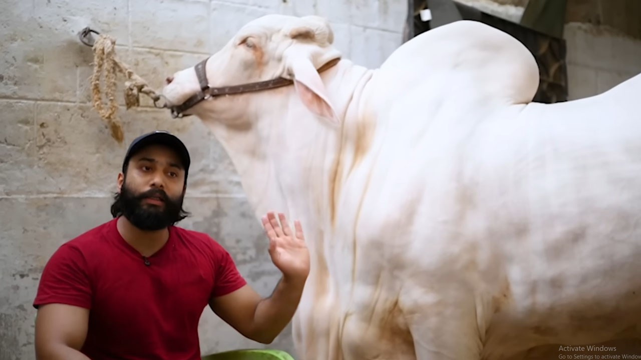 Qurbani Aik Ehsass: The story of a family’s deep attachment to their "Laadla"