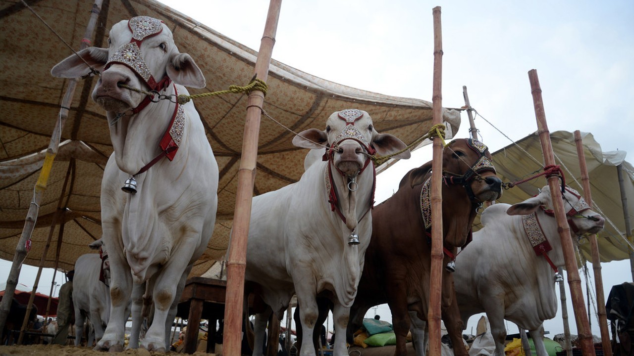 Over 80,000 animals sold at Karachi cattle market ahead of Eid-ul-Adha