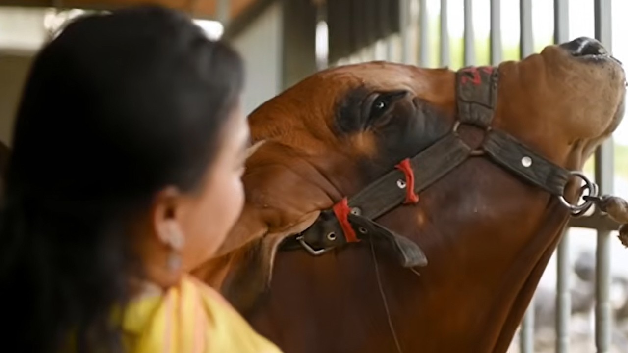 Qurbani Aik Ehsass: Meet Karachi's 'Sikandar' and 'Sultant'