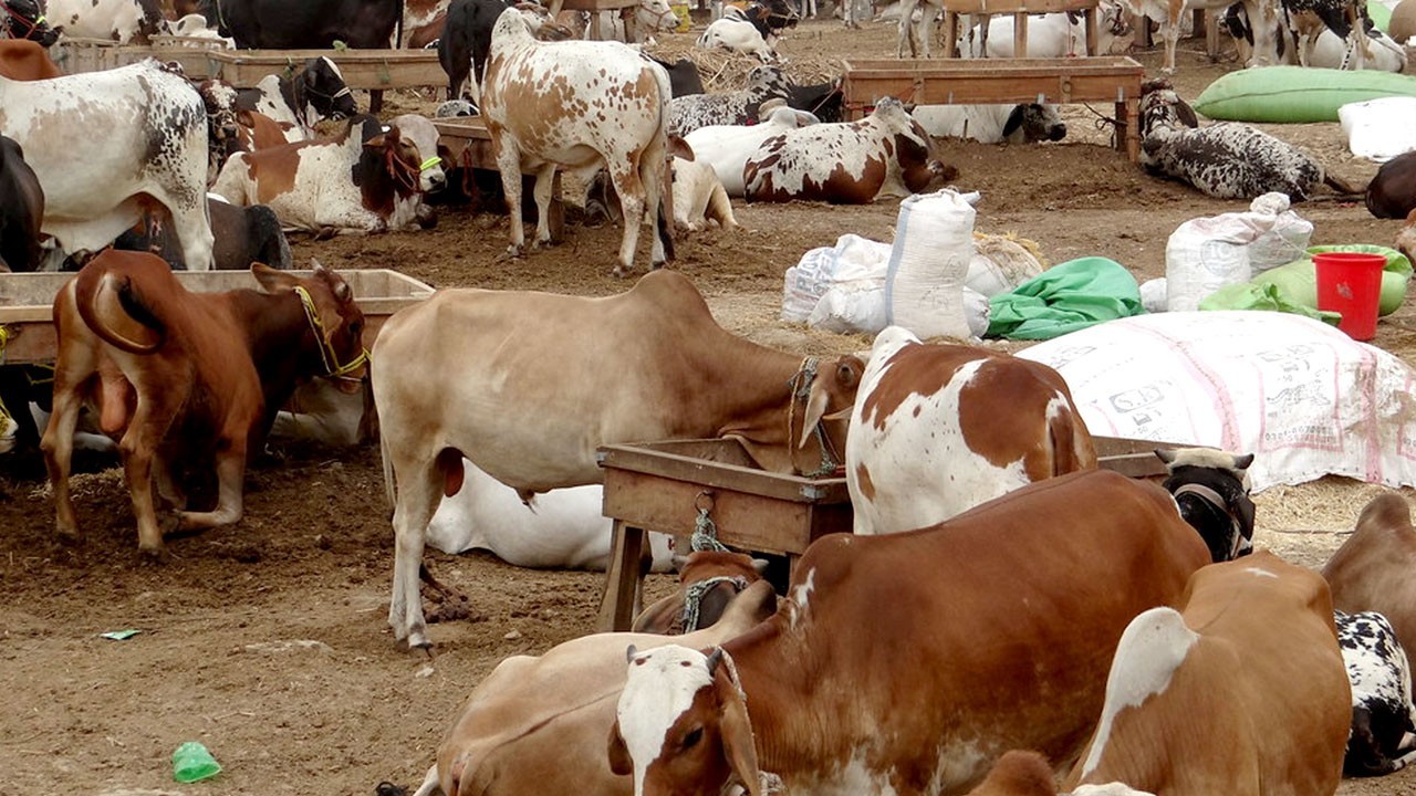 99pc sacrificial animals sold at Karachi cattle market, says administrator