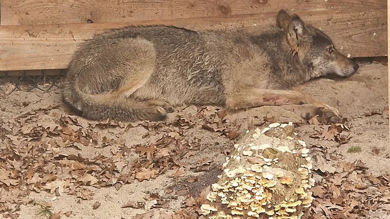 Wolf that bit woman in German mall likely dead: authorities