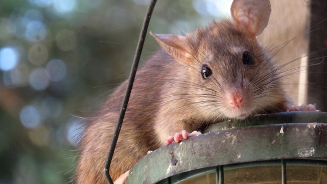 Rat attacks surge amid worsening infestation in Peshawar