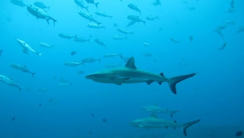 Can Pakistan save its sharks? Inside the country’s first conservation plan