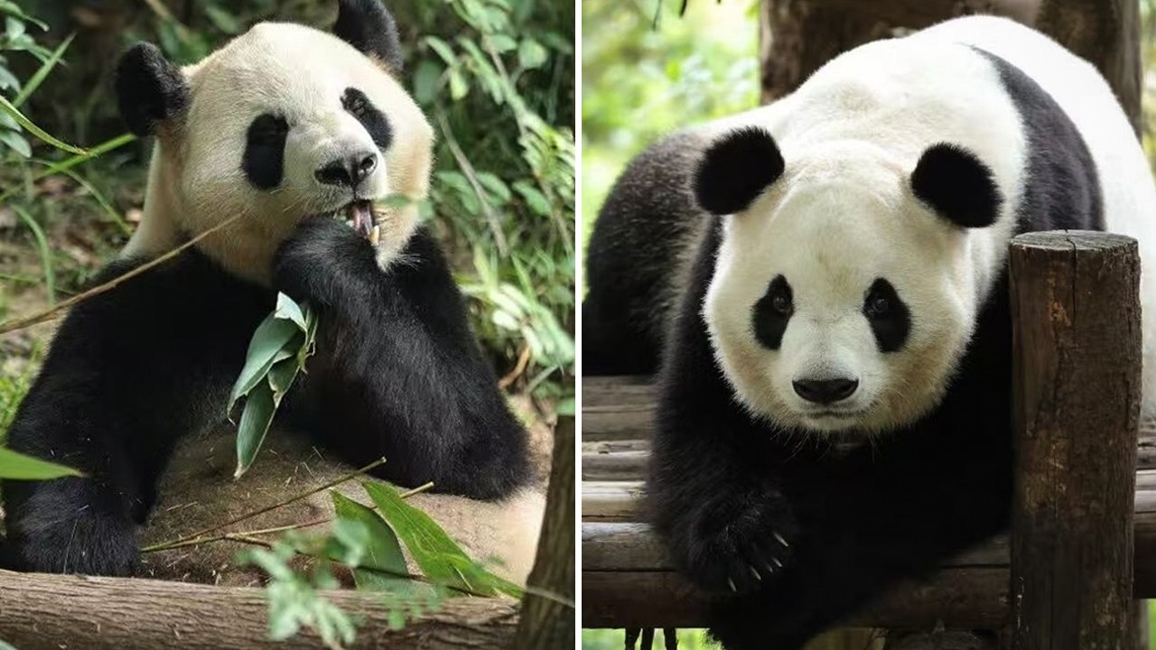 China sends two giant pandas to US following Washington summit