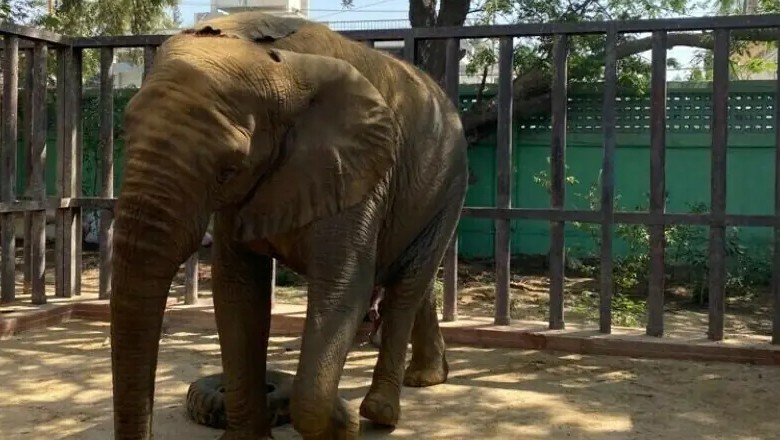 Foreign veterinary experts arrive in Karachi for Madhubala, Malka’s examination