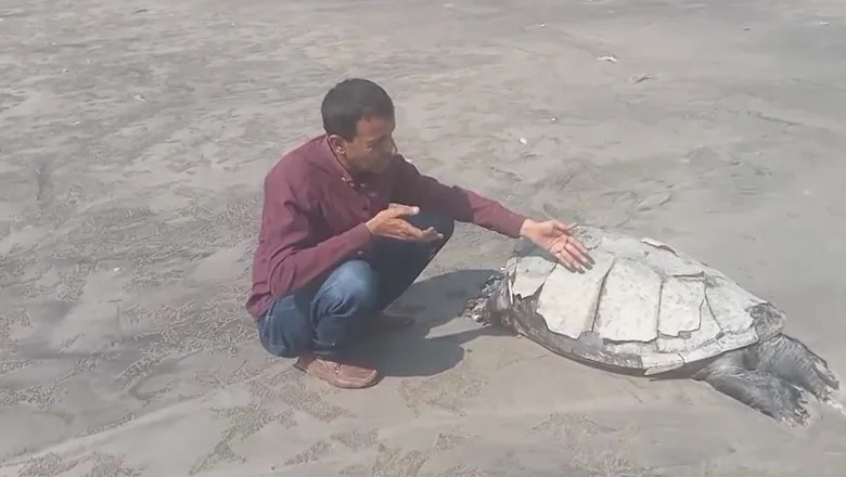 Rare olive ridley sea turtle found dead on Karachi’s Clifton Beach