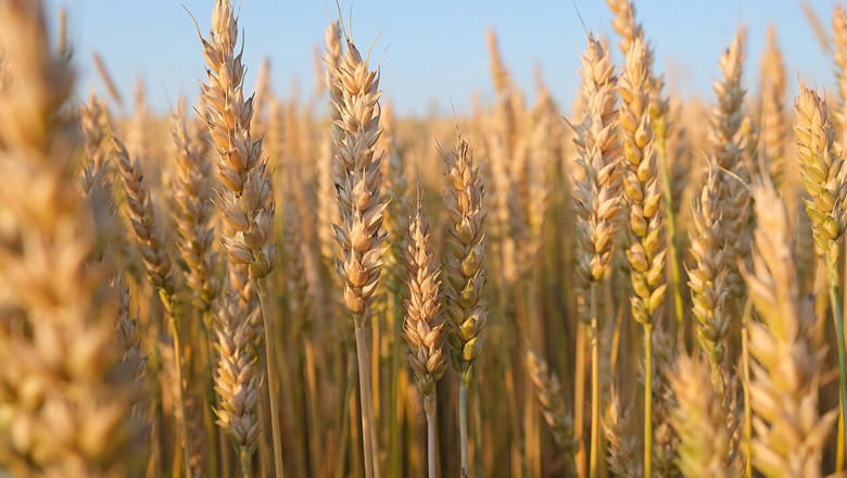 Wheat prices to return to normal in coming days, says minister
