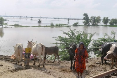Heat, then floods ruin Pakistani farmers’ livelihoods
