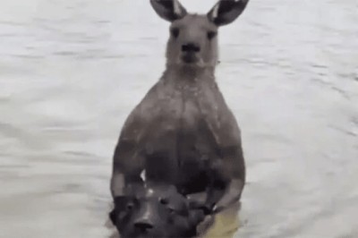 آسٹریلوی شخص کی کینگرو سے لڑائی، پالتو کتے کو بچانے کی حیرت انگیز ویڈیو