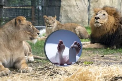 بہاولپور چڑیا گھر میں شیر نے ایک شخص کو چیر پھاڑ دیا