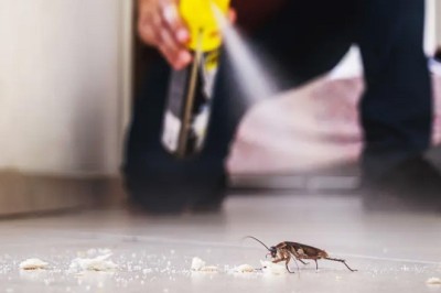 لال بیگ مارنے کی کوشش میں شہری نے گھر کو دھماکے سے اڑا دیا