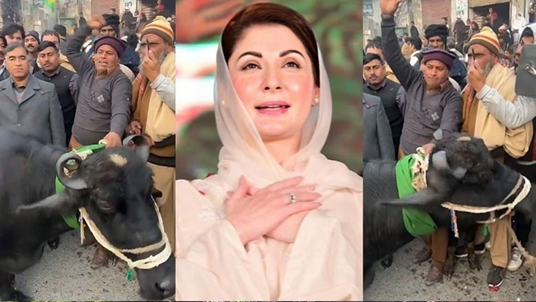 لیگی کارکنان کا مریم نواز کو بھینس کا تحفہ، ویڈیو وائرل