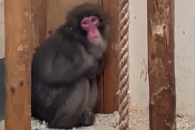 ہالینڈ میں وائلڈ لائف پارک سے بھاگنے والابندر 5 روز بعد پکڑا گیا