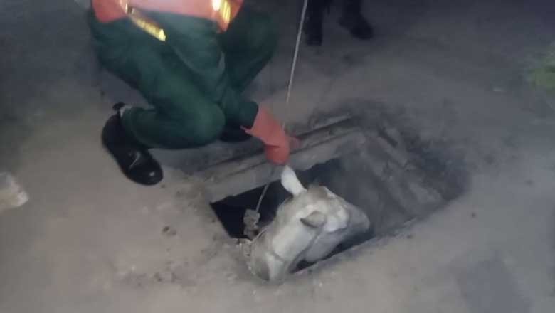 کھلے مین ہول میں گرنے والا گھوڑا ریسکیو