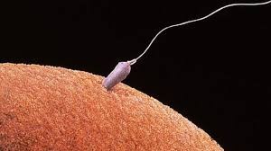 آئی وی ایف علاج: خاتون شوہر کے انتقال کے 2 سال بعد حاملہ ہوگئی