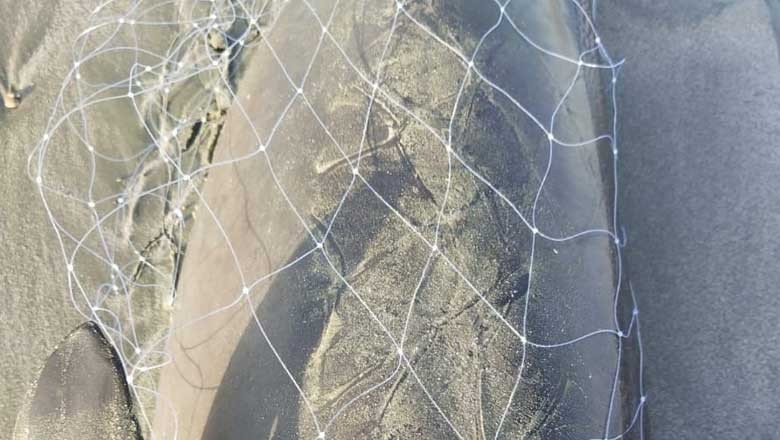 گوادر کے ساحل پر نایاب آبی مخلوق مردہ حالت میں برآمد