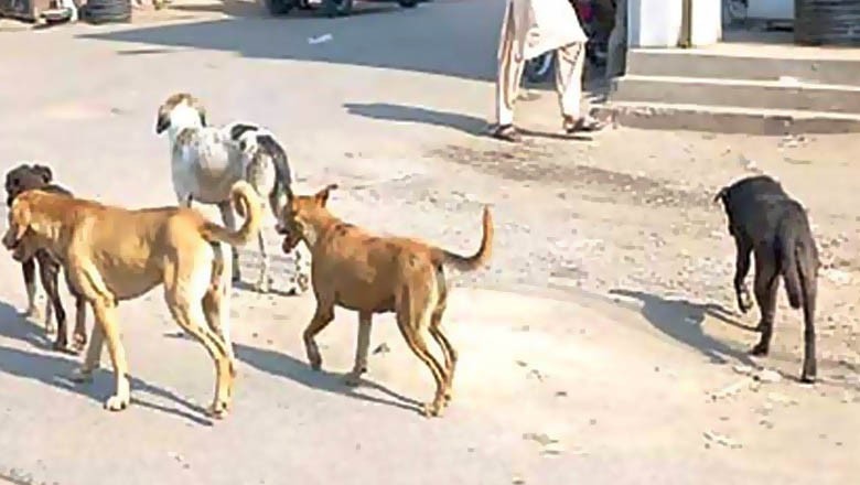 آوارہ کتوں نے کچرے کے ڈھیر پر پھینکے گئے نومولود کو ماردیا