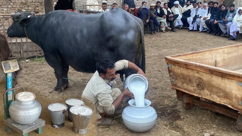 پاکستانی بھینس نے 24 گھنٹے میں 37 کلو دودھ پیدا کر کے عالمی ریکارڈ بنا لیا