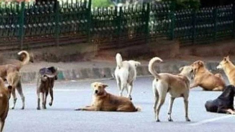 آوارہ کتوں نے 8 سالہ بچی کے جسم کو نوچ نوچ کر مار ڈالا