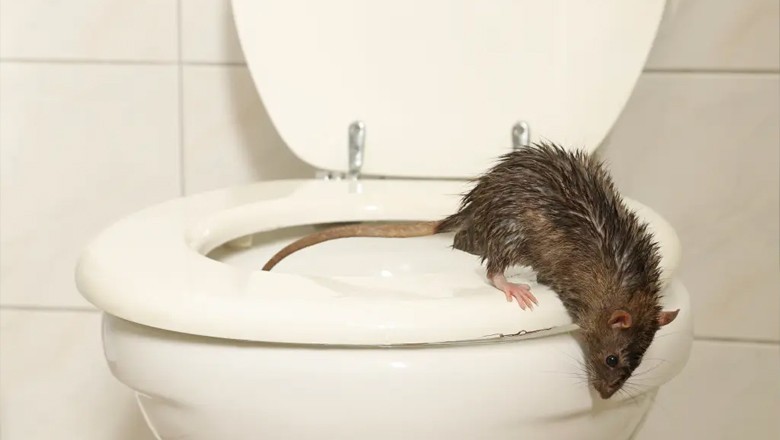 چوہے کے کاٹںے پر شہری کے اعضا ناکارہ