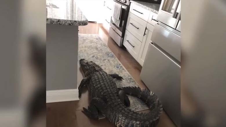 فلوریڈا: خاتون کے گھر میں 8 فٹ لمبا مگرمچھ گھس آیا