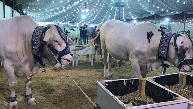 پاکستان میں عید الاضحی کب ہوگی؟ ممکنہ تاریخ سامنے آگئی