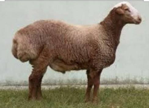 دنبے کی ٹکر سے میاں بیوی ہلاک