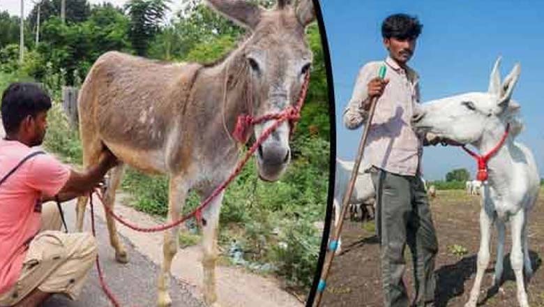 نوکری نہ ملنے پر بھارتی شہری گدھی کے دودھ سے لاکھوں کمانے لگا