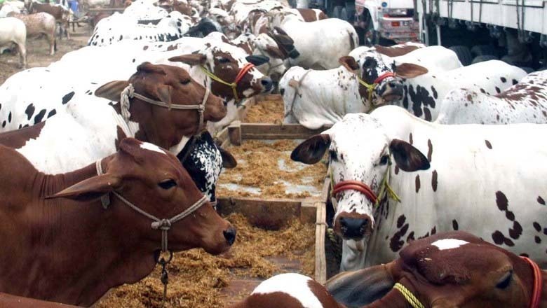 عید قربان سے قبل مویشیوں کی برآمد پر عائد پابندی ختم کئے جانے کا امکان