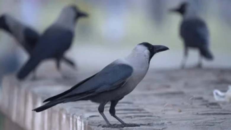 کوے 4 تک کی گنتی گن سکتے ہیں، نئی تحقیق سامنے آگئی