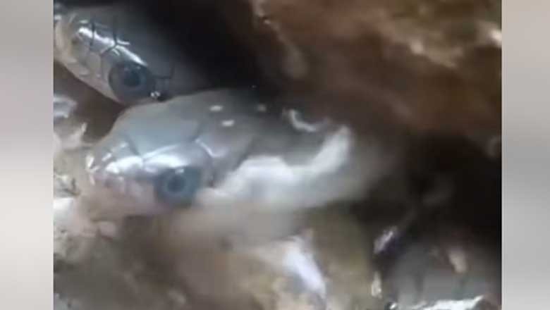 ویڈیو: بھارت میں نئے تعمیر ہونے والے گھر کے باتھ روم سے 35 سانپ برآمد