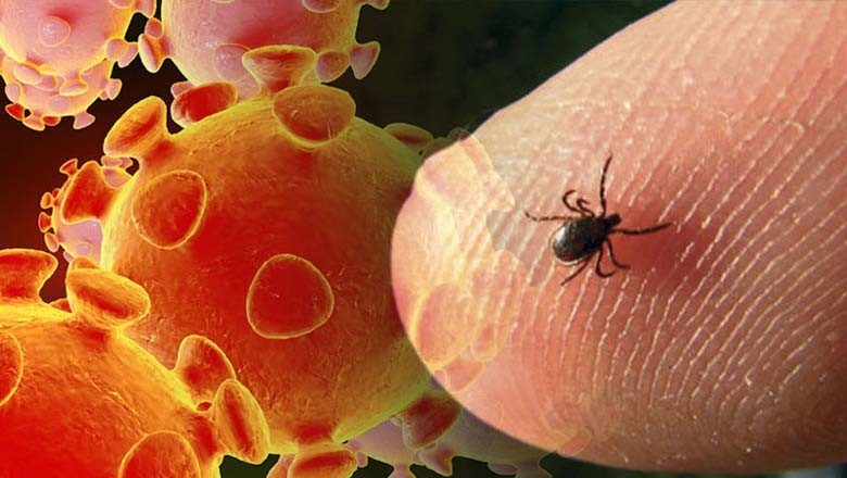 عید قربان سے قبل بلوچستان میں کانگو وائرس کے 3 کیس سامنے آگئے