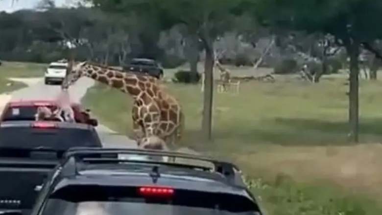امریکا میں زرافے نے پک اپ گاڑی کے اندرسے بچی کو باہر کھینچ لیا