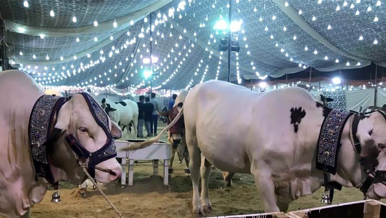 کراچی کی مویشی منڈیوں میں خریداروں کارش بڑھ گیا، سیکورٹی میں اضافہ