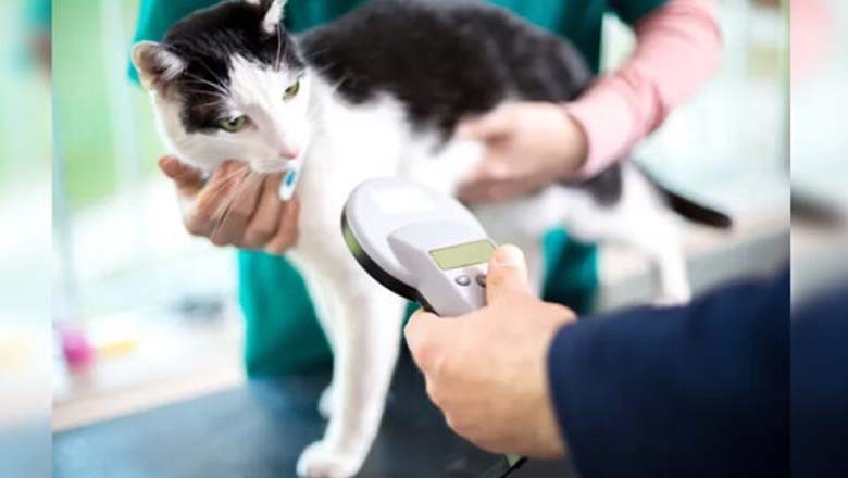 خبردار ! بلی پالنے کا نیا قانون نافذ، خلاف ورزی پر بھاری جرمانہ