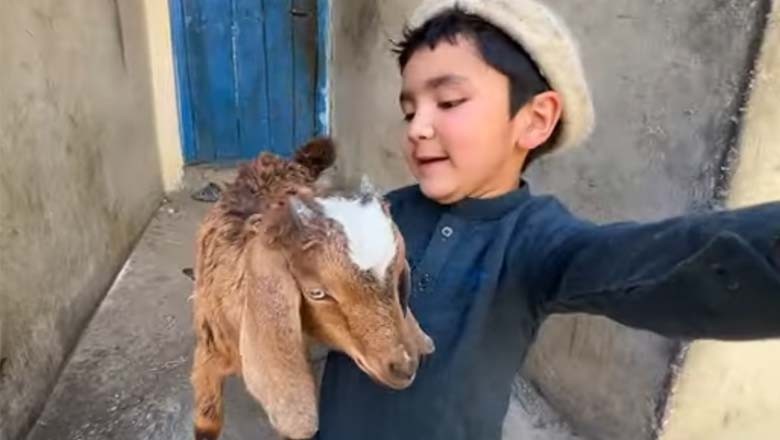 شیراز کا بکرا کھوگیا