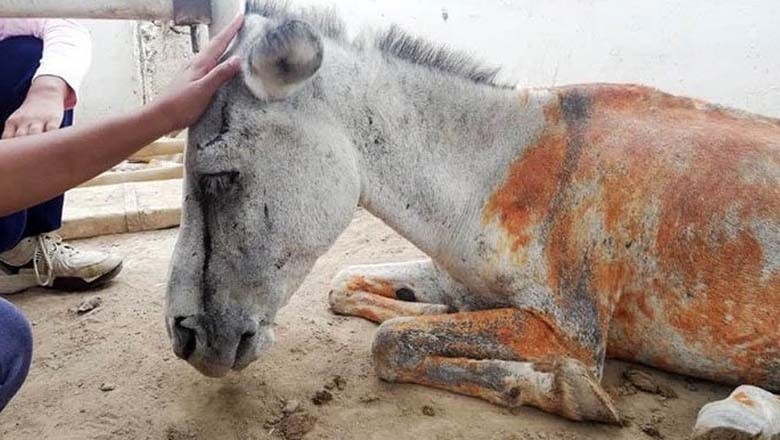 اونٹ کے بعد گدھے کی بھی ٹانگ توڑ دی گئی، ملزم گرفتار