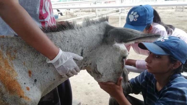 تشدد کا شکار گدھا کراچی میں جان کی بازی ہار گیا