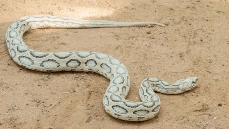 بنگلہ دیش میں سانپوں کے ڈسنے کے کیسز میں اضافہ