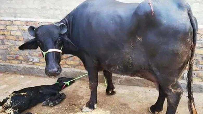 بھینس کے بچہ پیدا ہونے کی خوشی، کسان نے پولیس کو طلب کرلیا