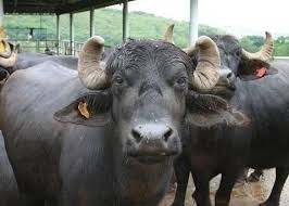 سرگودھا میں بااثر اور سفاک شخص نے تلخ کلامی پر بھینسوں کو جلادیا، ایک جھلس کر مرگئی