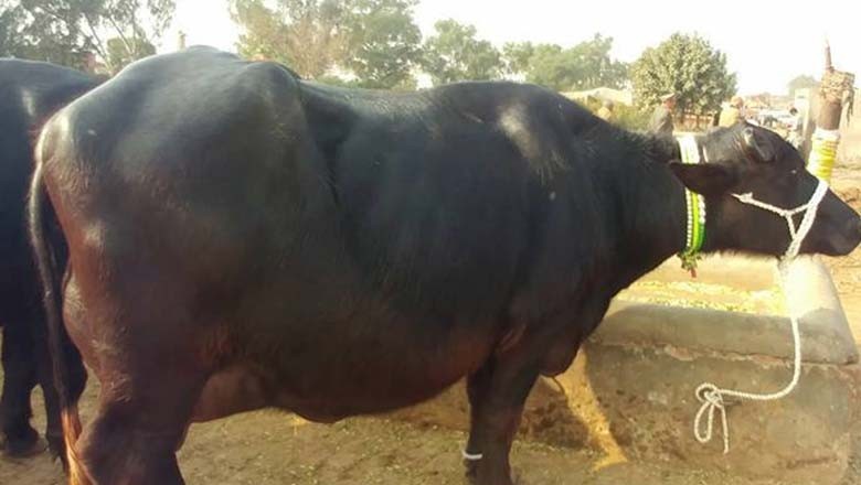 چوری کامعاملہ ،بھینس نے پولیس کا مسئلہ حل کردیا