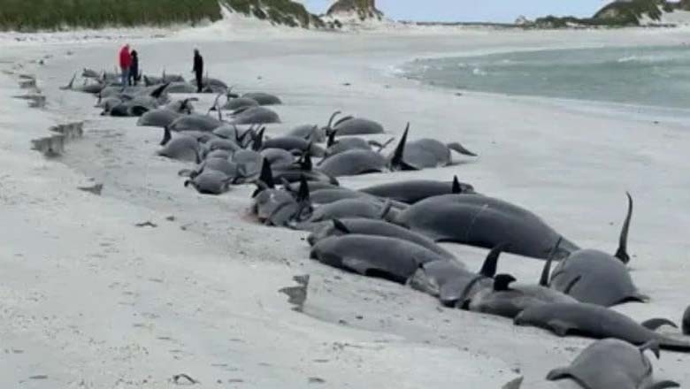 برطانوی ساحل پر 77 وہیل مچھلیاں مردہ پائی گئیں