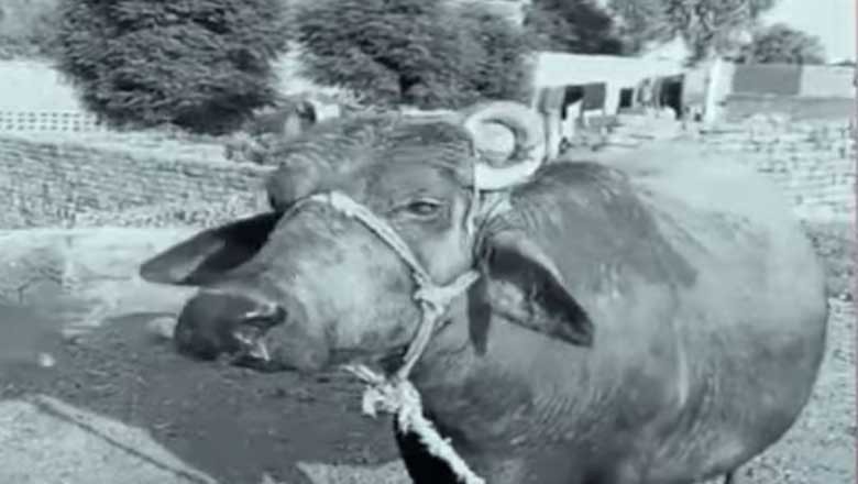 سرگودھا میں چارہ کھانے پر سفاک شخص نے بھوکی بھینس کی زبان کاٹ دی