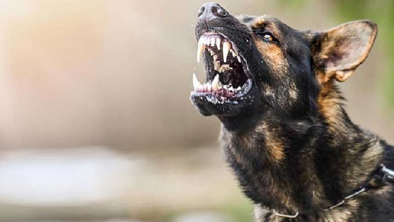 پاکپتن میں آوارہ کتوں نے ننھے بچے کو نوچ نوچ کر کھا لیا