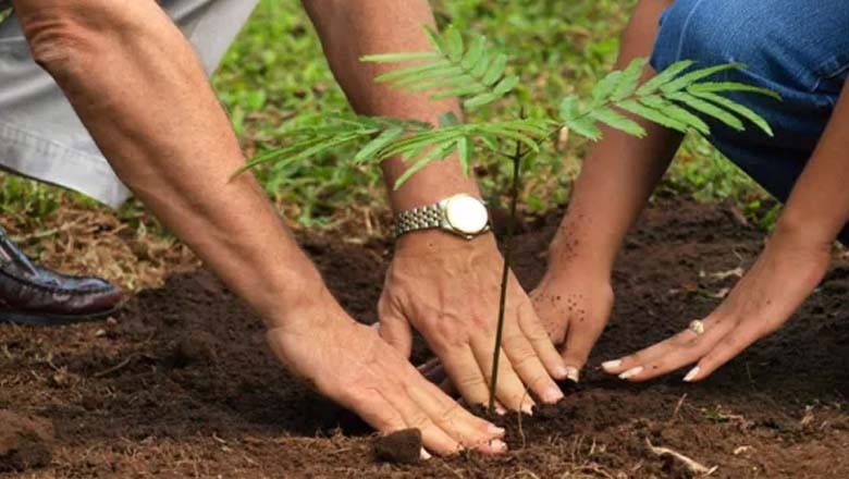 کمشنر کراچی کا شہر میں شجر کاری مہم شروع کرنے کا فیصلہ