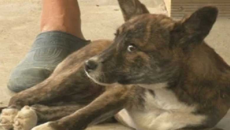 ٹریفک حادثے میں ’مرنے‘ والا کتا 4 دن بعد واپس مالک کے پاس پہنچ گیا