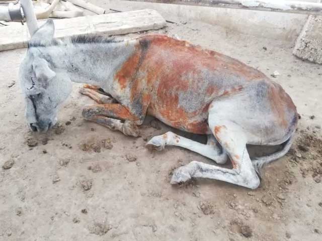 ملتان میں سفاک شخص نے فصل کا پانی پینے پر گدھی کی دو ٹانگیں کاٹ دیں