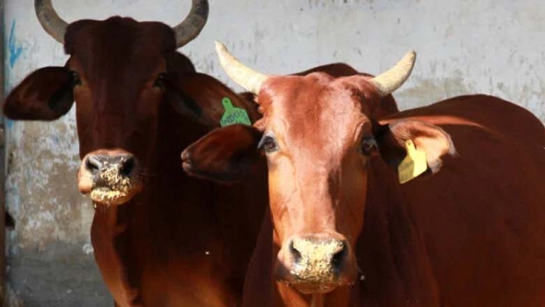 سانگھڑ: فصلوں میں گھسنے والی گائے کی ٹانگ پر گولی مار کر زخمی کردیا گیا